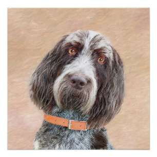 Póster Pintura de Spinone Italiano - Arte de Perro Origin