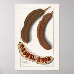 Póster Pintura de Tamarind Indio (Tamarindus Indica)