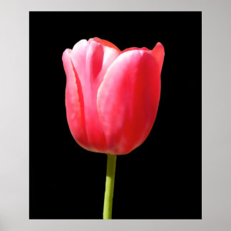 Póster Pintura de Tulipán Especial de Tallo Único