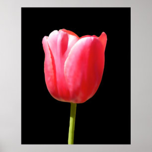 Póster Pintura de Tulipán Especial de Tallo Único