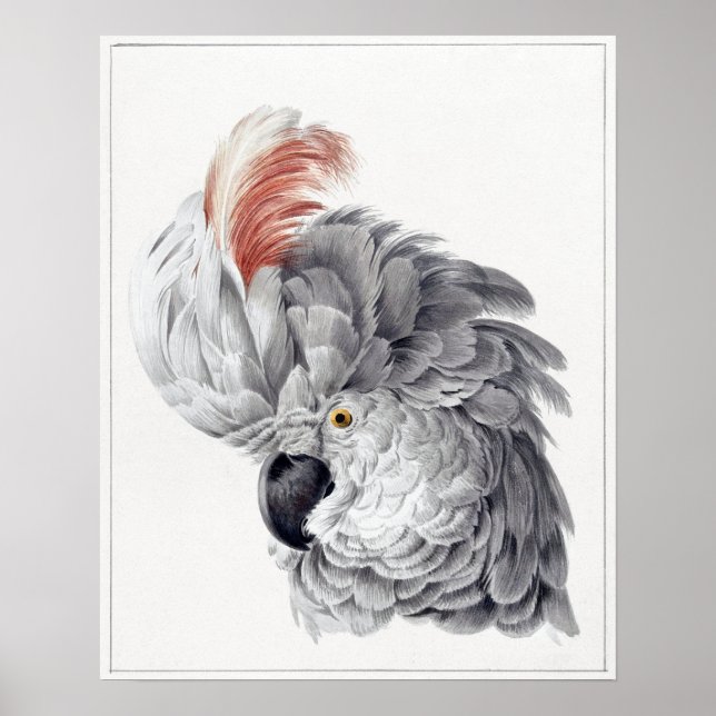 Póster Pintura de un loro culinario - Aert Schouman (Frente)