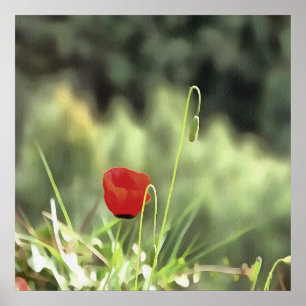 Póster Pintura de una amapola artística con flores silves