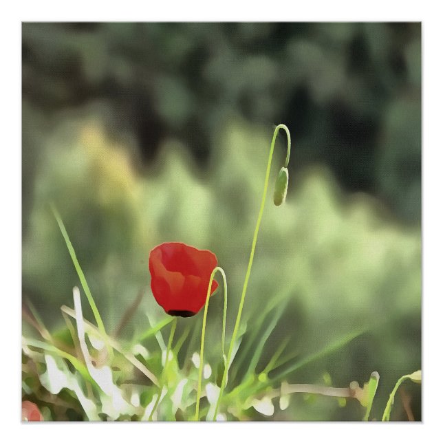 Póster Pintura de una amapola artística con flores silves (Anverso)