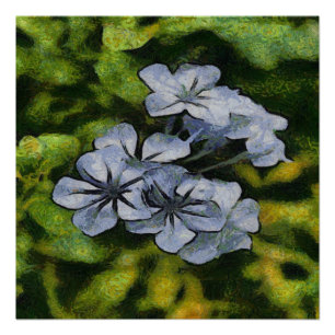 Póster Pintura Delicada Blue Plumbago Blossom