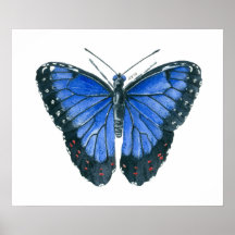 pintura en acuarela de mariposa Morpho azul