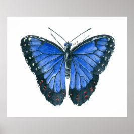Póster pintura en acuarela de mariposa Morpho azul