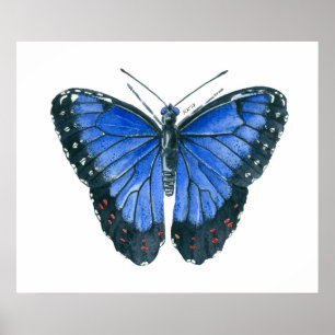 Póster pintura en acuarela de mariposa Morpho azul