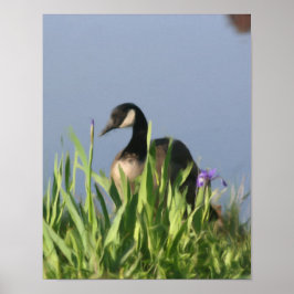 Póster Pintura natural de los irlandeses gansos de Canadá