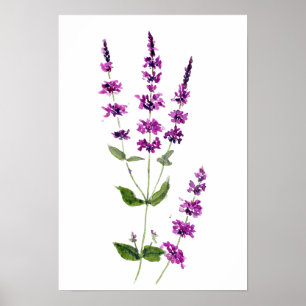 Póster pintura original acuarela flores de salvia púrpura