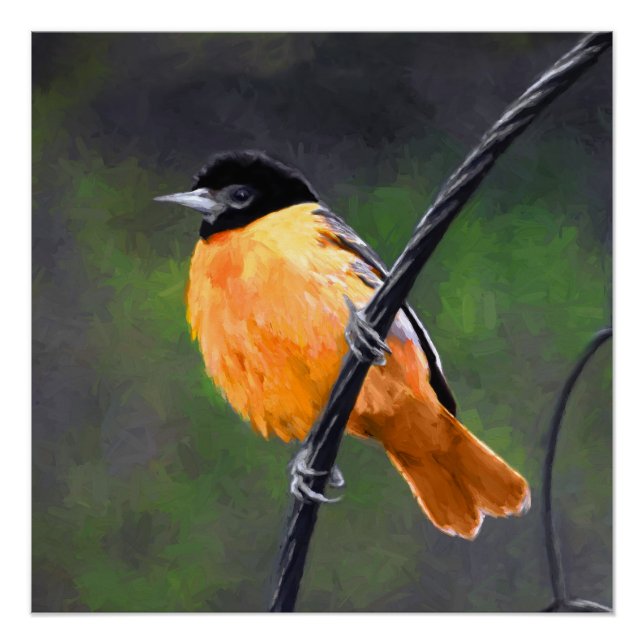 Póster Pintura Oriole - Arte original de aves (Anverso)