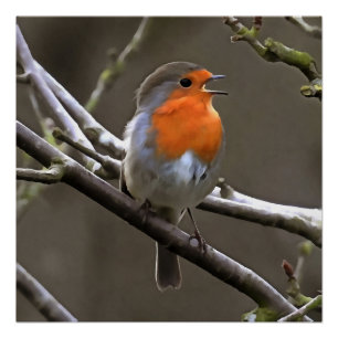 Póster Pintura roja y gris de Robin europeo