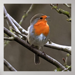 Póster Pintura roja y gris de Robin europeo