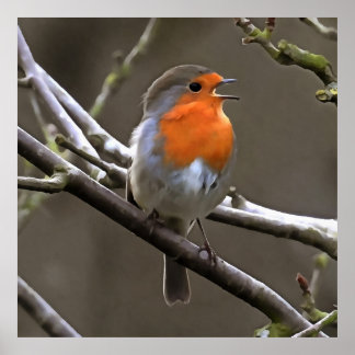 Póster Pintura roja y gris de Robin europeo