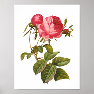 Póster pintura rosa rosa rosa rosado vintage