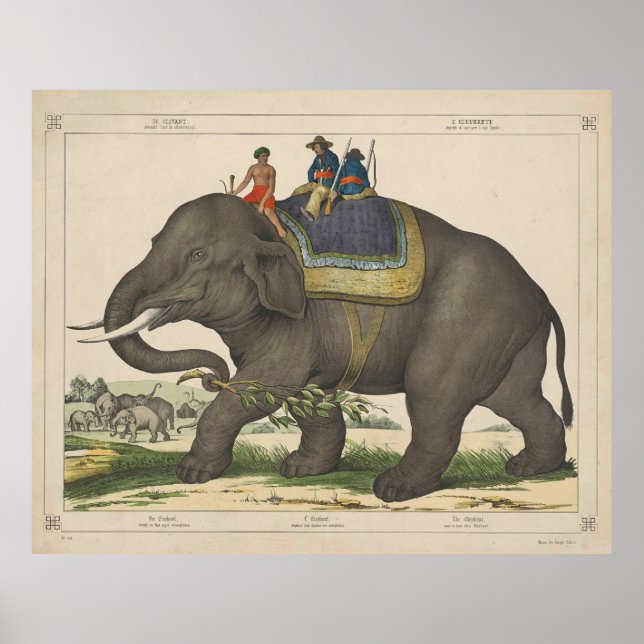 Póster Pintura vintage de hombres montando un elefante (Frente)
