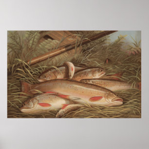 Póster Pintura vintage de la trucha de rollo capturada (1