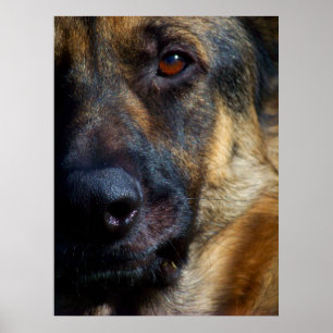 Póster Pinturas de Bella Artes de Pastor