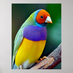 Póster Pinzón gouldian colorido