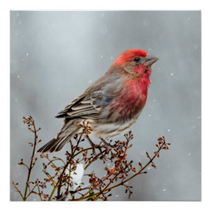 Póster Pinzón Mexicano en la Nieve - Fotografía Original