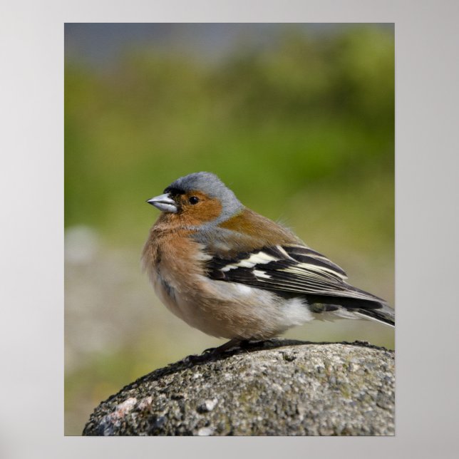 Póster Pinzón vulgar macho (SALVAJE: Fringilla coelebs) (Frente)