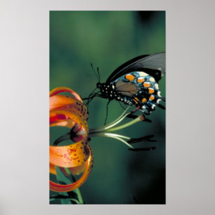 Póster Pipevine Swallowtail