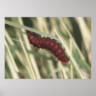 Póster Pipevine Swallowtail Mariposa Caterpillar