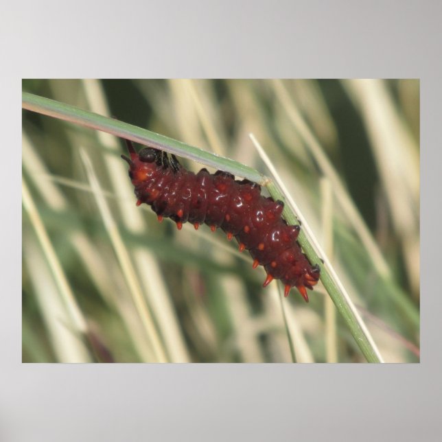 Póster Pipevine Swallowtail Mariposa Caterpillar (Frente)