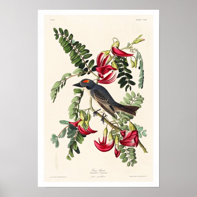 Póster Piping Flycatcher por Audubon Poster (Frente)
