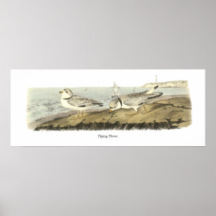 Póster Piping Plover, John Audubon