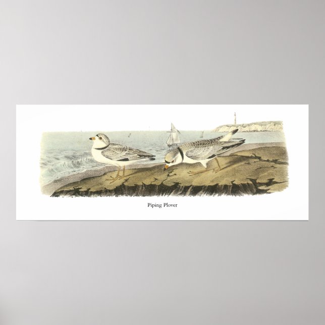 Póster Piping Plover, John Audubon (Frente)