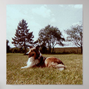 Póster Pippin In Field