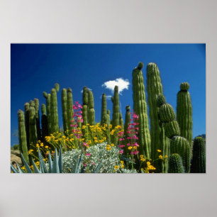 Póster Pique muchas plantas, desierto de Sonoran, flores