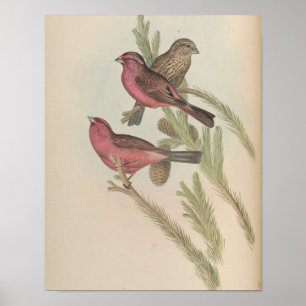 Póster Piquigordo de Manto Rojo por John Gould Imprimir