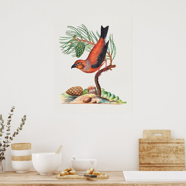 Póster Piquituerto rojo (Cocina)