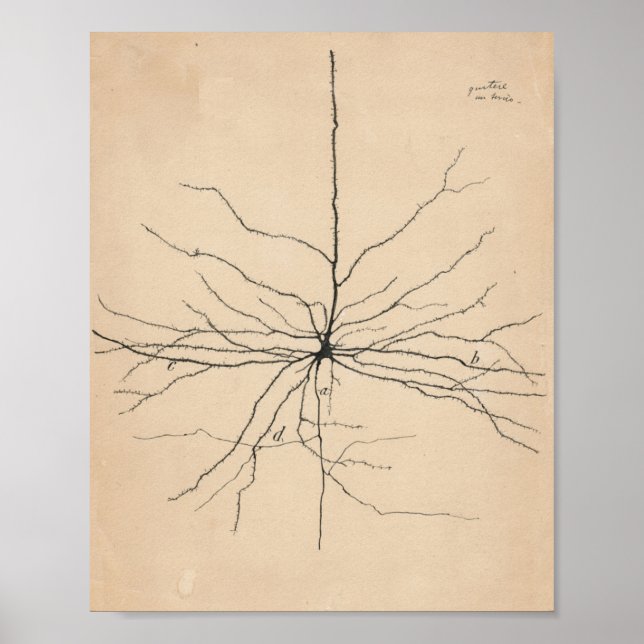 Póster Piramida Neuron Dibujo Por Santiago Ramón Y Cajal (Frente)
