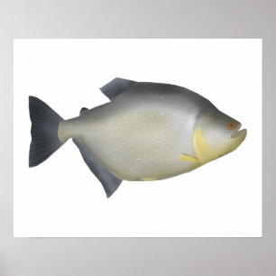Póster Piraña moteada