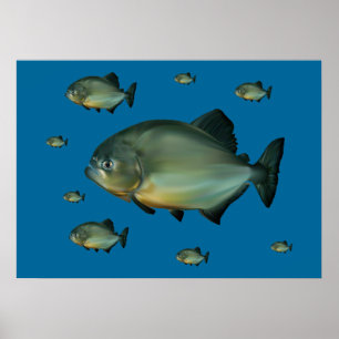 Póster Pirañas