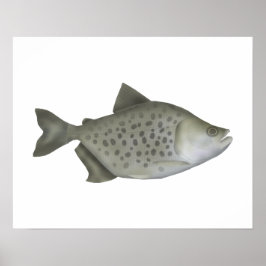 Póster Piranha manchada