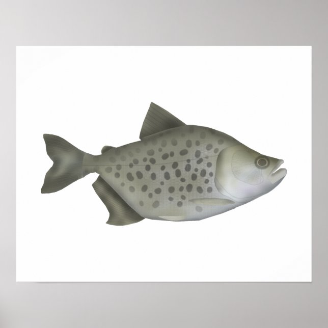 Póster Piranha manchada (Frente)