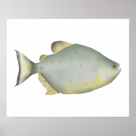 Póster Piranha Rubí Rojo