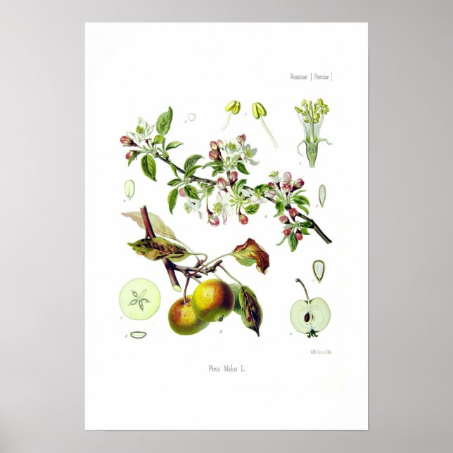 Póster Pirus malus (Malus domestica) (Frente)