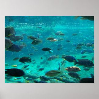 Póster Piscina azul de cíclicos que nadan alrededor del d