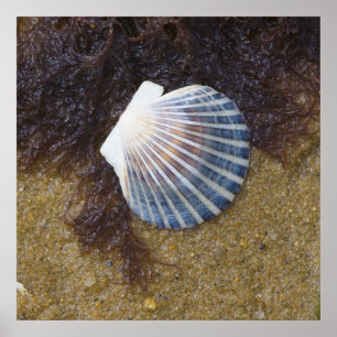 Póster Piscina de marea