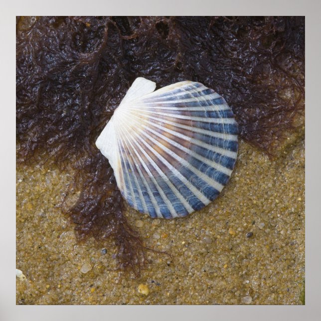 Póster Piscina de marea (Frente)