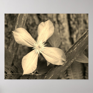 Póster Pista de flores únicas clematis Sepia Tint