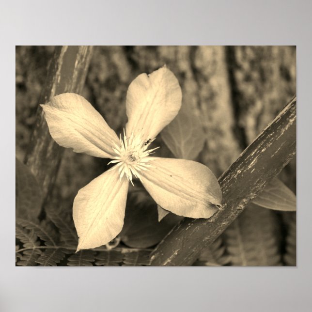 Póster Pista de flores únicas clematis Sepia Tint (Frente)