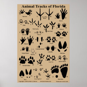 Póster Pistas animales de Florida 24x36 Poster