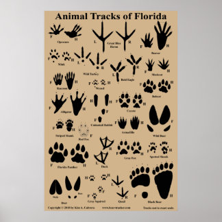 Póster Pistas de animales de Florida