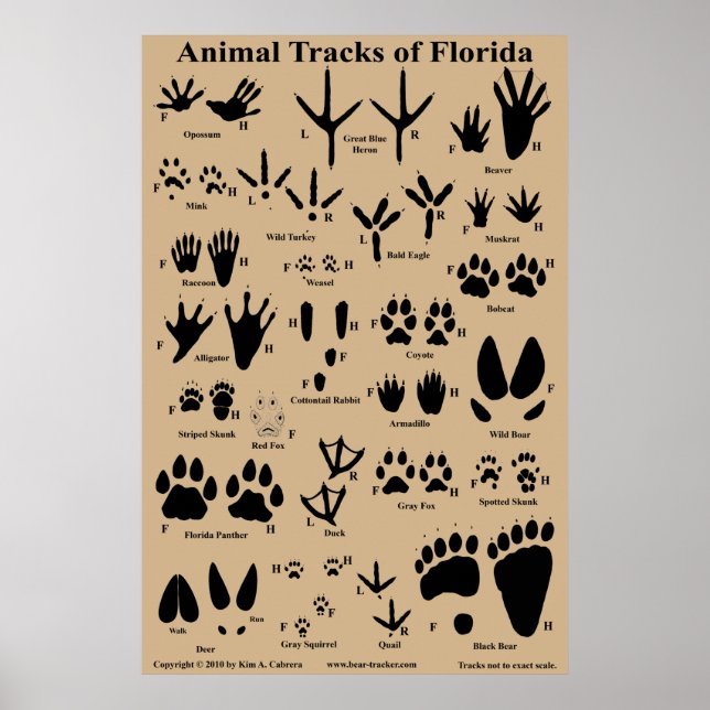 Póster Pistas de animales de Florida (Frente)
