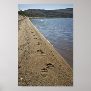 Póster Pistas del oso grizzly, lago Sithylemenkat
